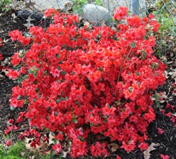 Stewartsonia Azalea