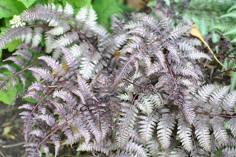 a very purple Japanese Painted Fern