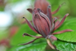 Carolina allspice flower