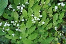 Epimedium 'Niveum' plant