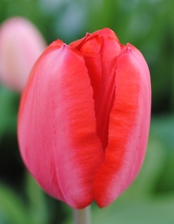 a single pink and red tulip