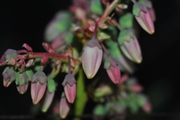 Blueberry blossom buds at night
