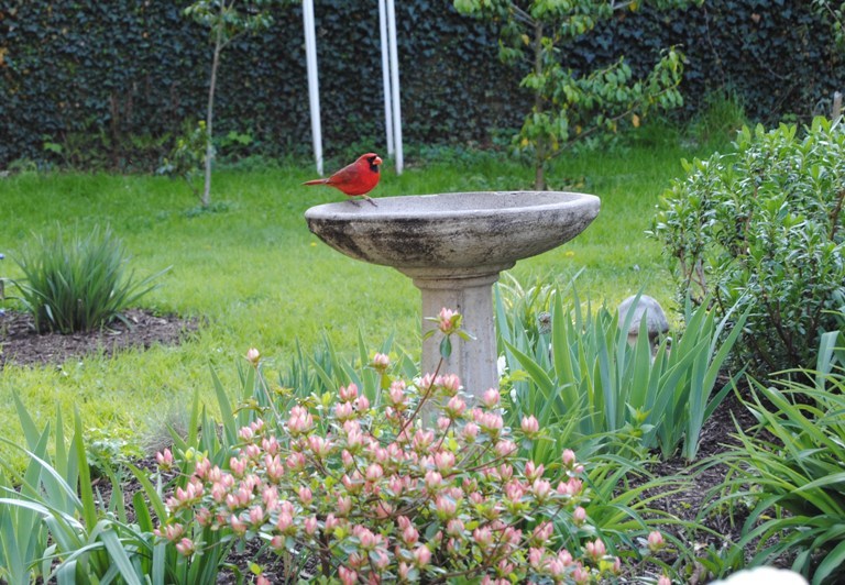 garden view of cardinal in birdbath