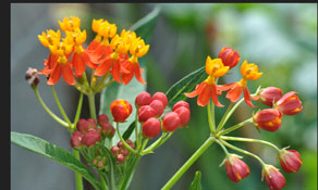 The annual Blood Flower