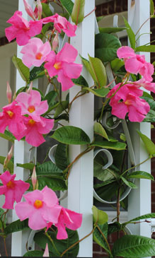 Tropical deep pink Mandevilla flowers weaving in and out of the porch's wrought iron