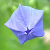 A Balloon Flower beginning to pop open