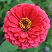 Deep pink self-seeded Zinnia in the rock garden