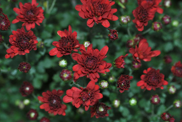 crimson mum