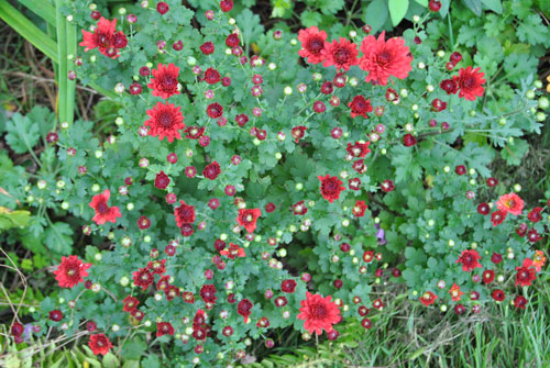 Crimson mums in bud