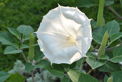 Jimsonweed in the sunlight