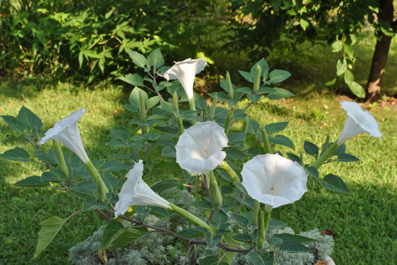 several Datura blooms