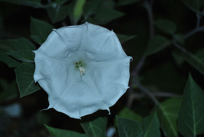 Jimsonweed at night