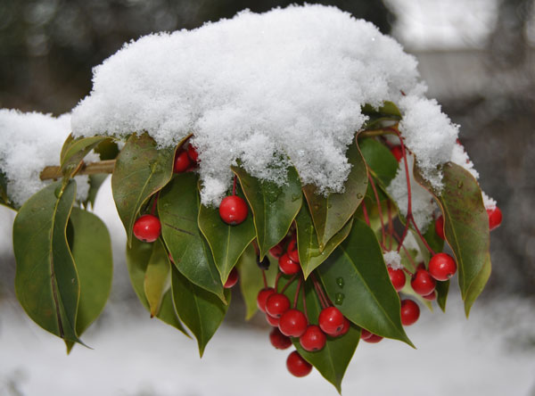 Longstalk Holly in snow