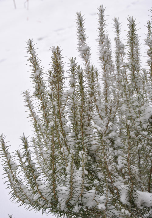 A hardy rosemary in winter