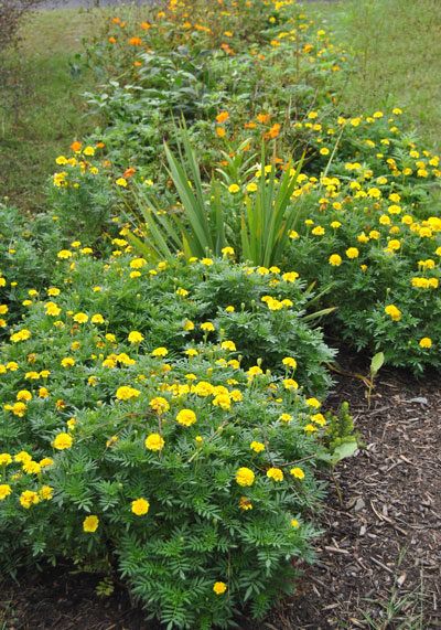 French marigolds 