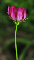A slightly opened cosmos flower with colors from white to deep magenta