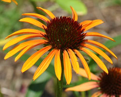 Shades of orange in a Coneflower