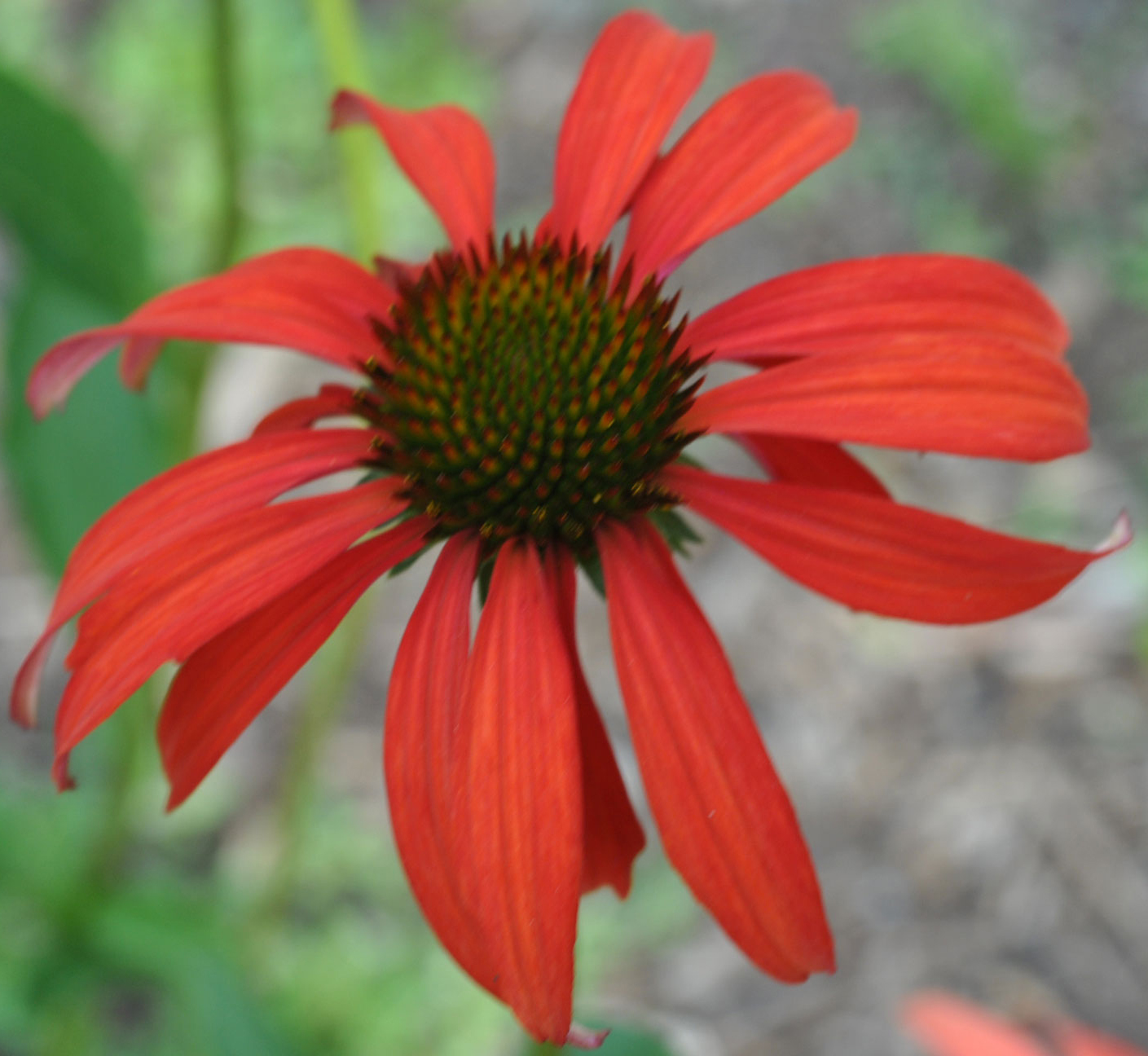 The perfect red in 'Tomato Soup' Coneflower