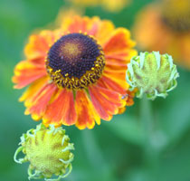 A Helen's flower with two buds