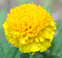 A yellow French Marigold