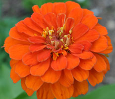 A deep orange Zinnia