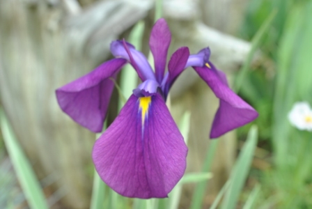 purple siberian iris