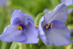 blue spiderwort