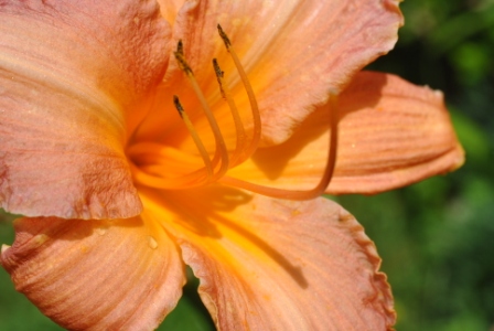 'Children's Festival' Daylily