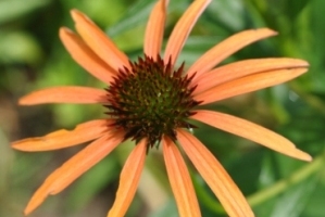 'orange coneflower