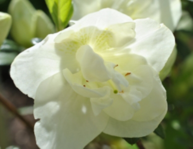 Azalea 'Hardy Gardenia' flower