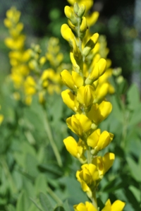 'Screaming Yellow' Baptisia