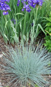 'Elija Blue' Fescue