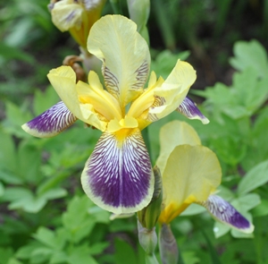 Purple and yellow german iris
