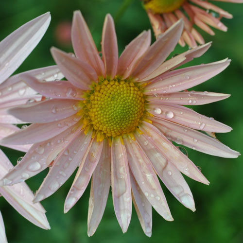 A close-up view