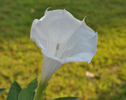 The intoxicating ornamental Jimsonweed