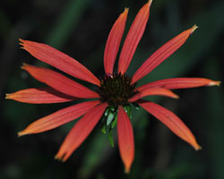 The Sundown orange Coneflower