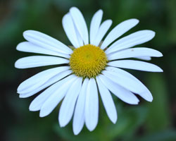 A single Montauk Daisy