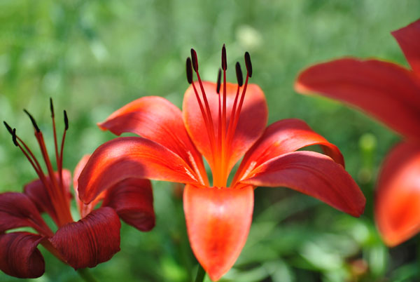 red asiatic lily