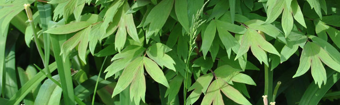 tree peony leaves