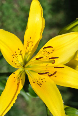 yellow asiatic lily